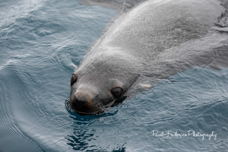 Baby Fur Seal - S. Georgia Island