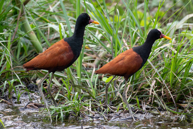 Wattled Jacana - Jesus Bird - Brazil