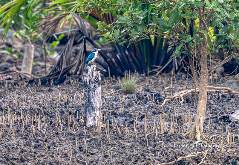 Collared Kingfisher - Borneo