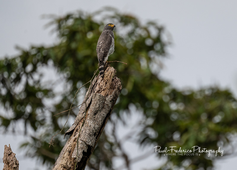 Roadside Hawk (in this case Riverside Hawk)