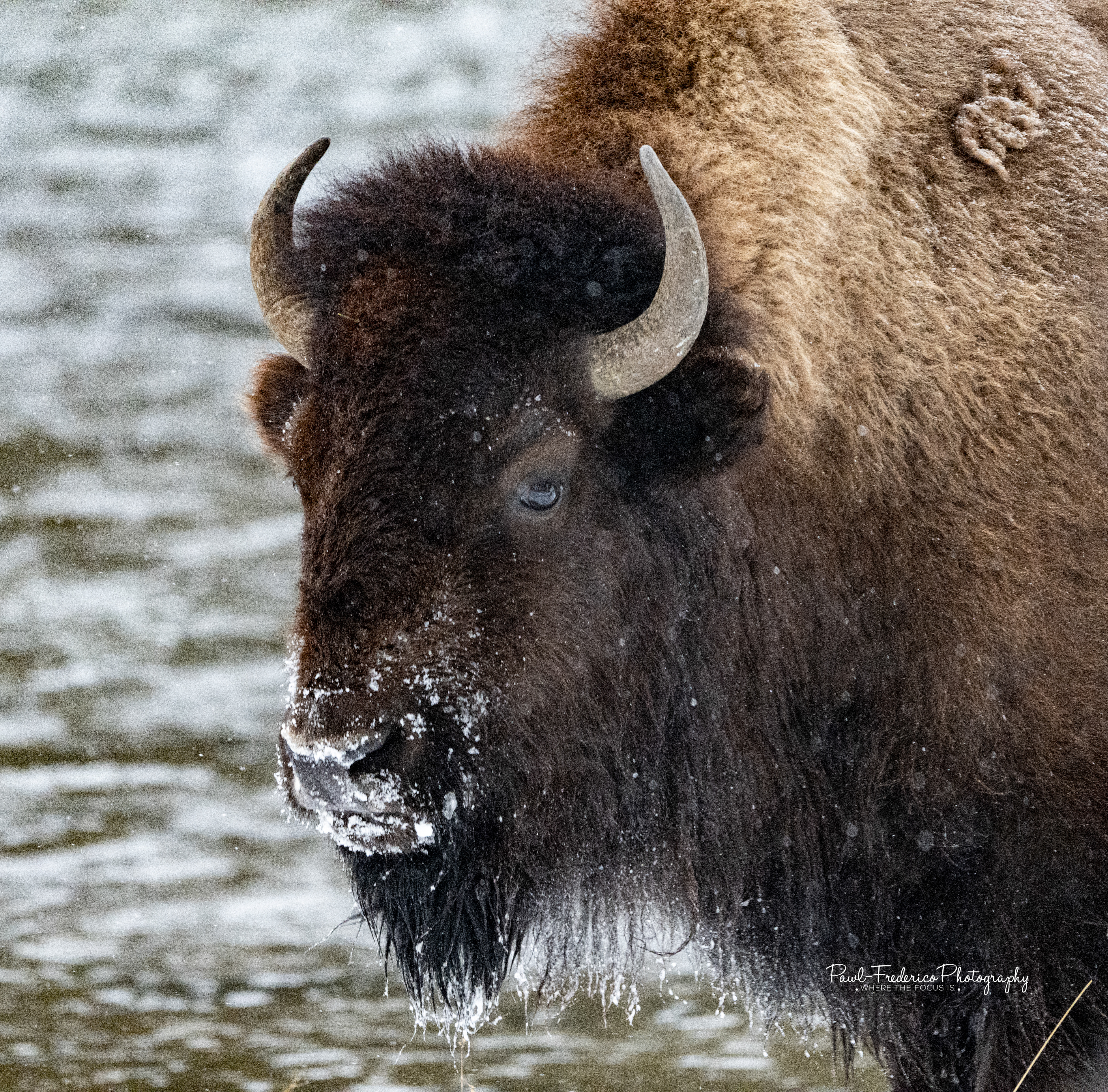 Bison World