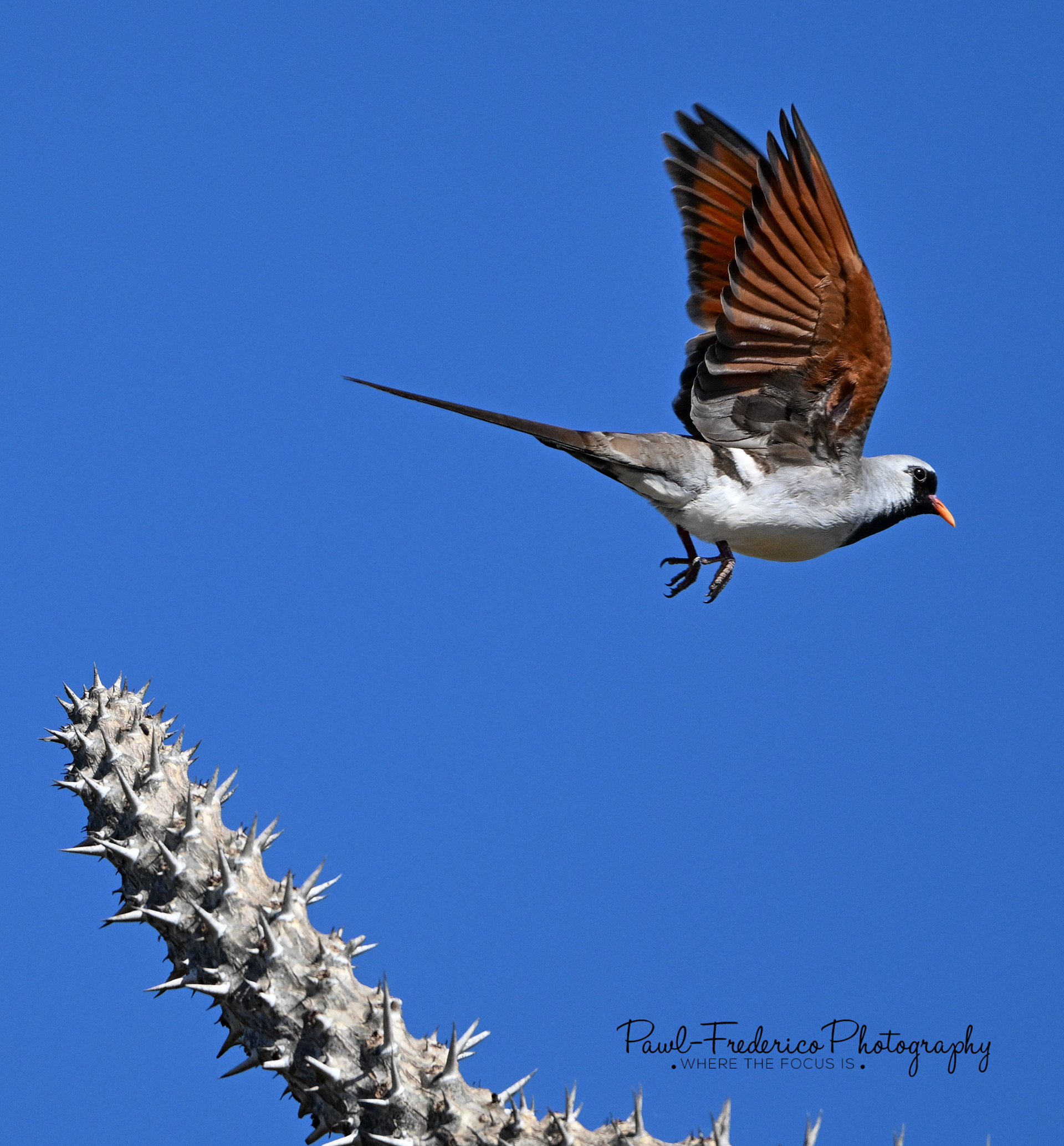 Namaqua Dove - Madagascar