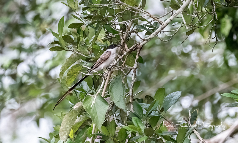 Fork-tailed Flycatcher