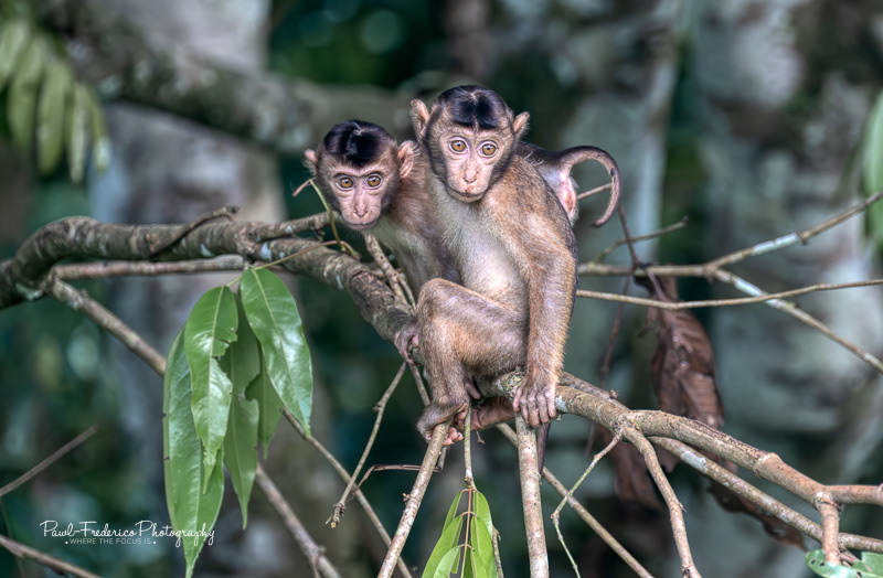 Best Friends - Borneo