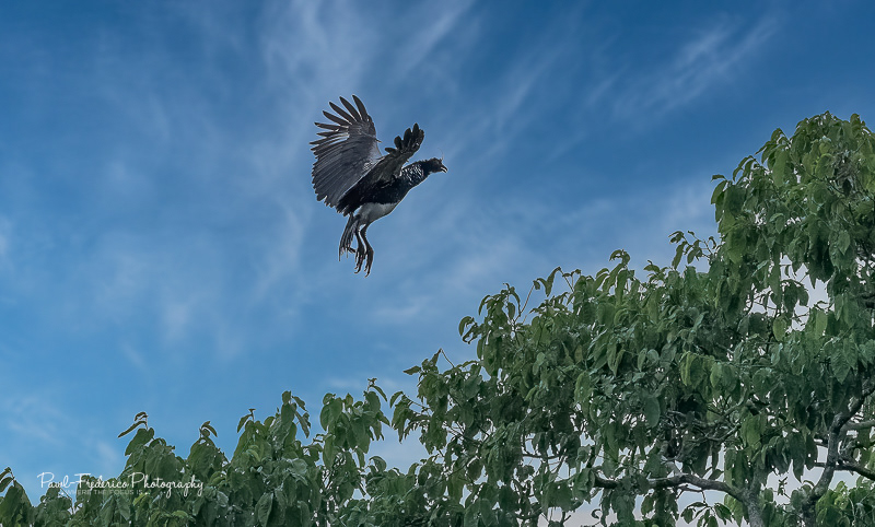 Hoatzin - Peruvian Amazon