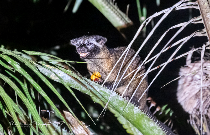 Island Palm Civet