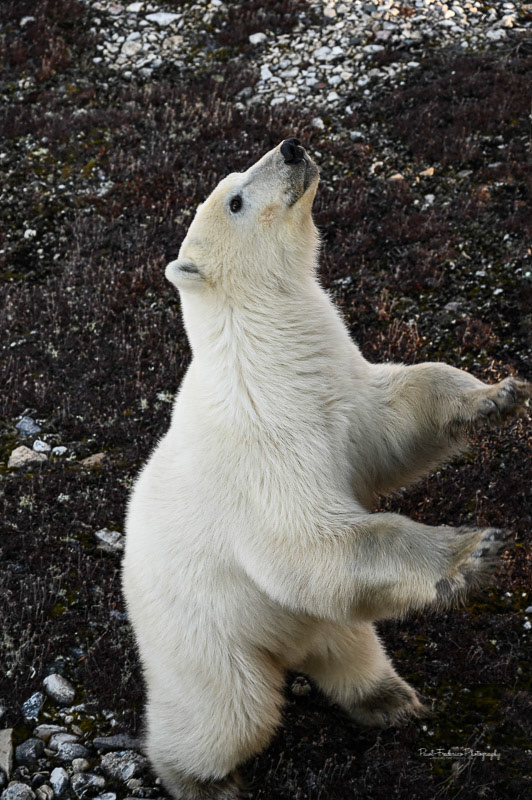 Polar Bear Yearling 6ft tall - Canadian Arctic