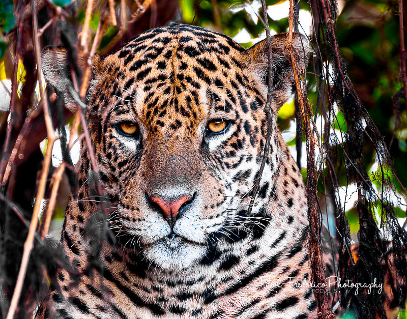Jaguar Eyes - Pantanal, Brazil