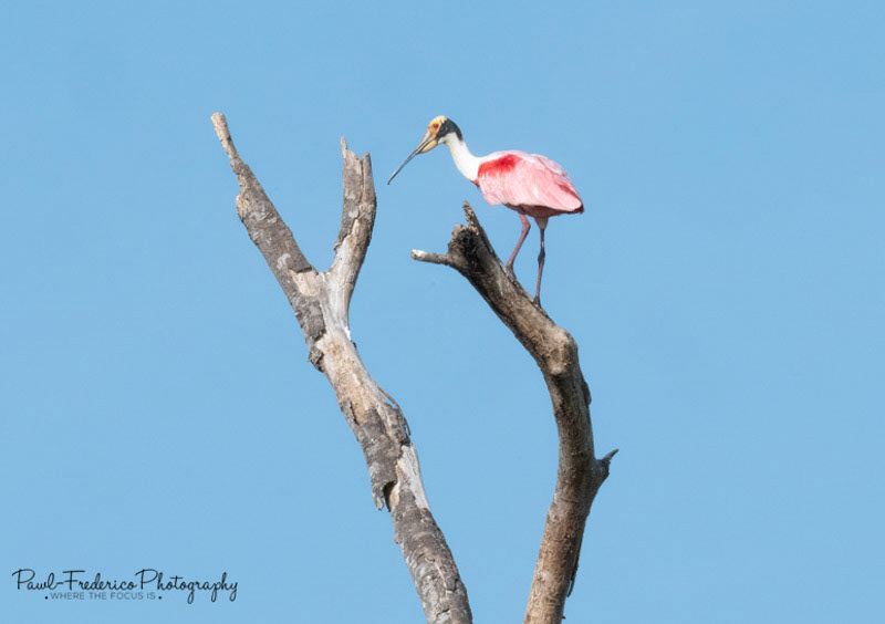 Roseate Spoonbill