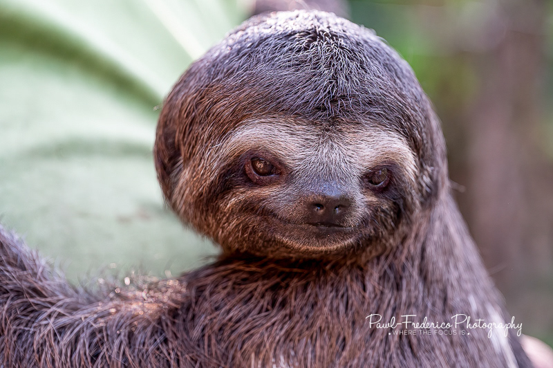 Baby Sloth
