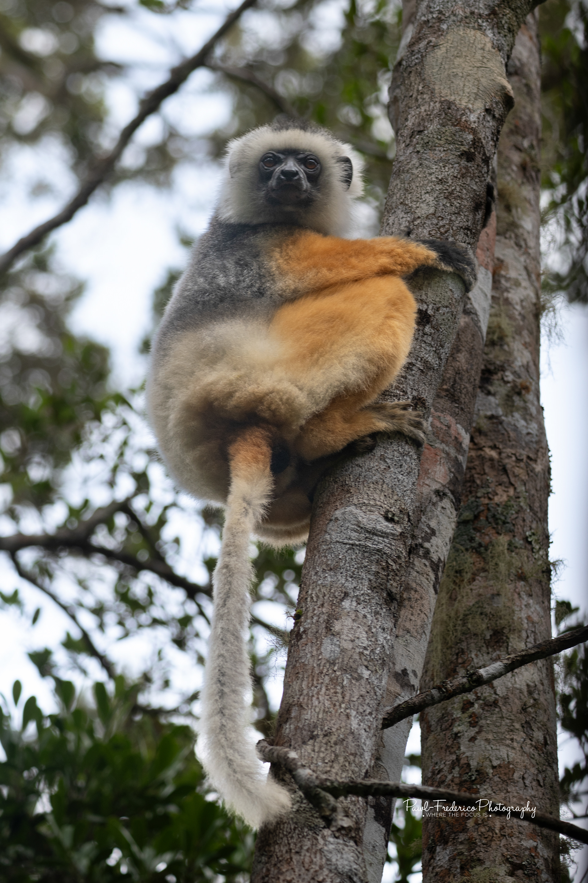 Diademed sifaka lemur_
