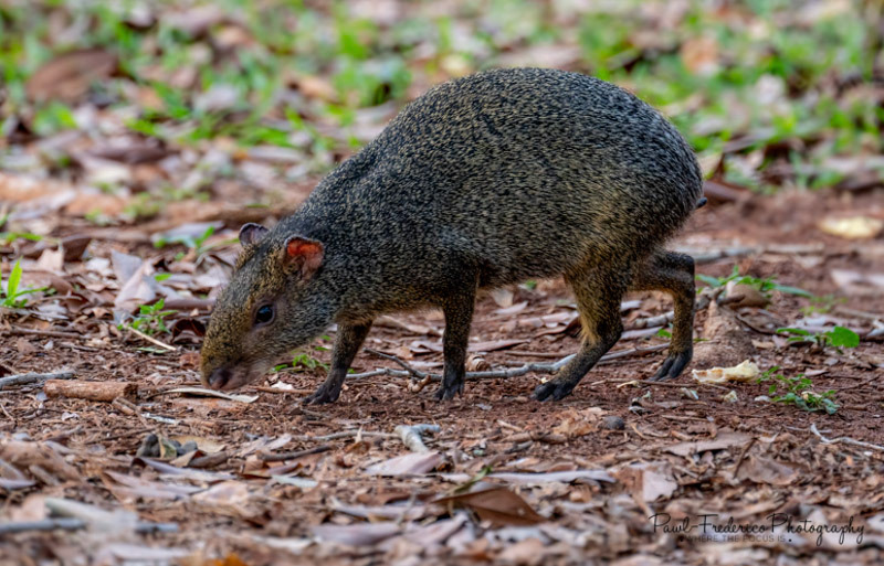 Agouti - Pantanal, Brazil