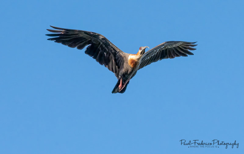 Buff-necked Ibis - Brazil