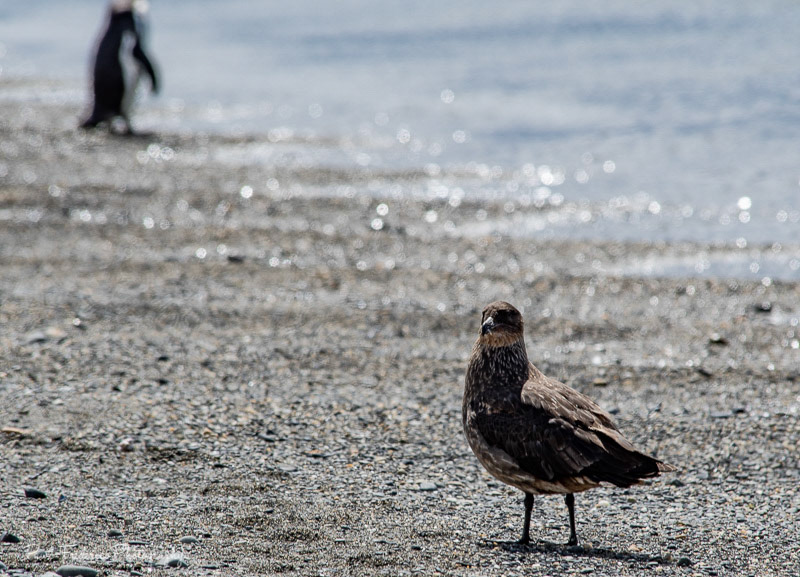 Martillo Island Bird