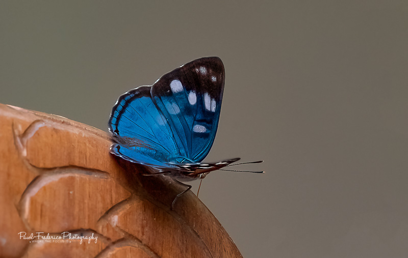 Blue Morpho