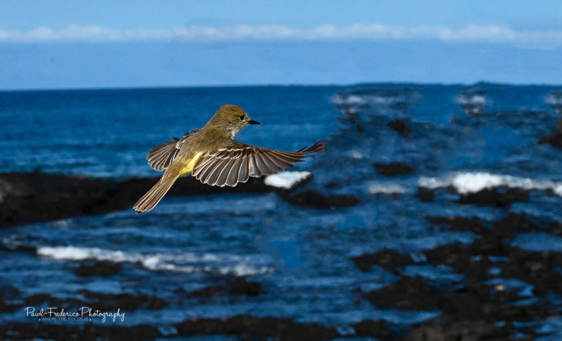 Genovese Flycatcher - Galapagos