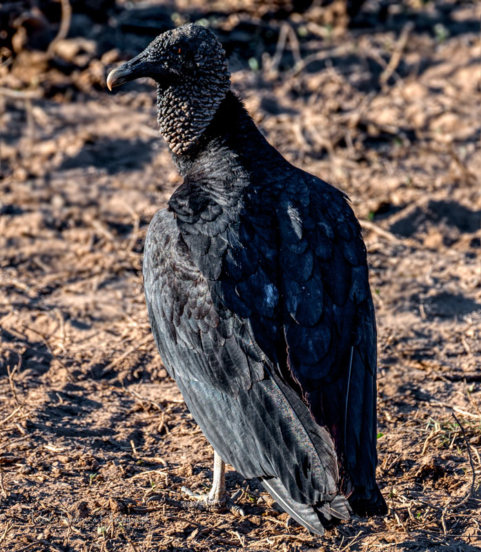 Black Vulture- Brazil