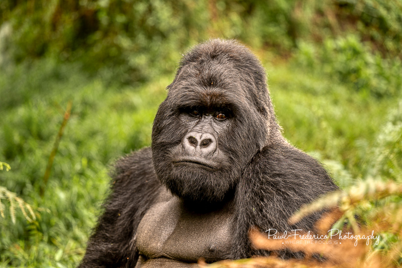 Alpha Silverback
