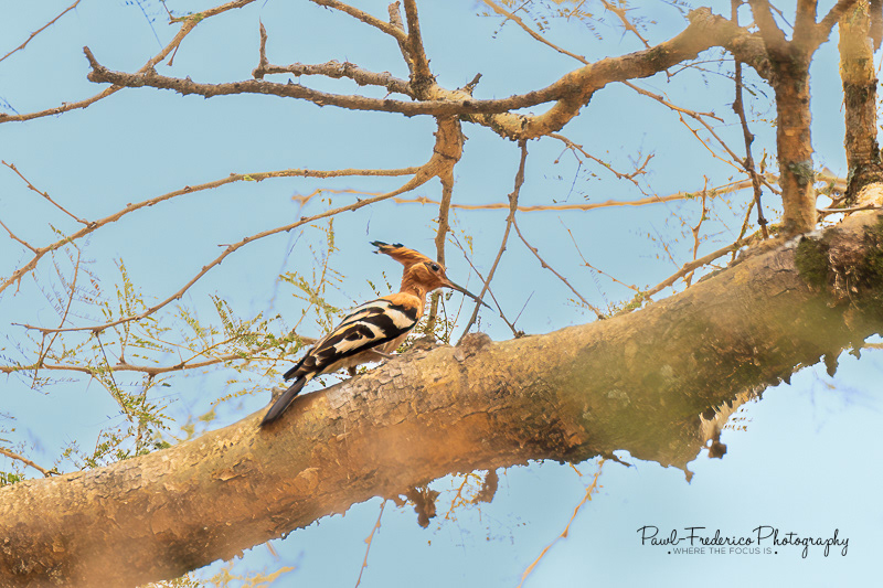 Crested Hoopoe