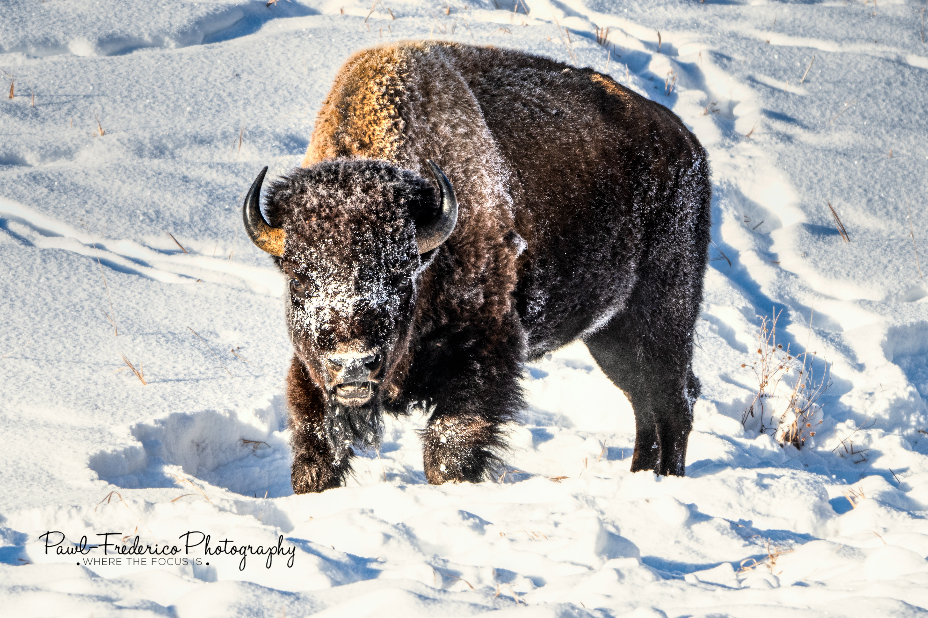 Be the Buffalo