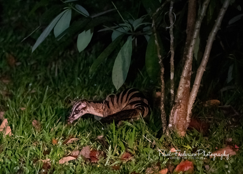 Banded Palm Civet