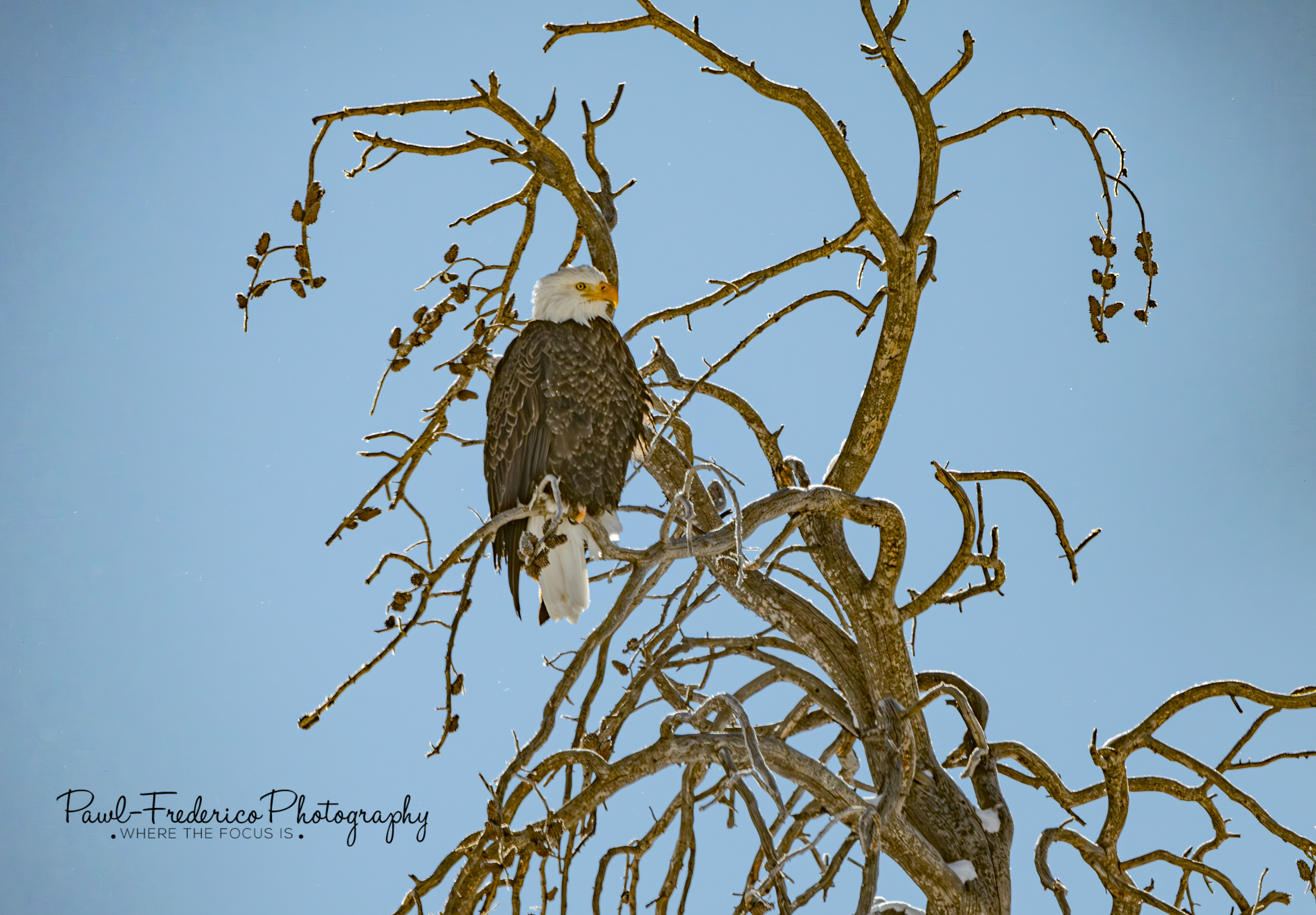 Bald Eagle