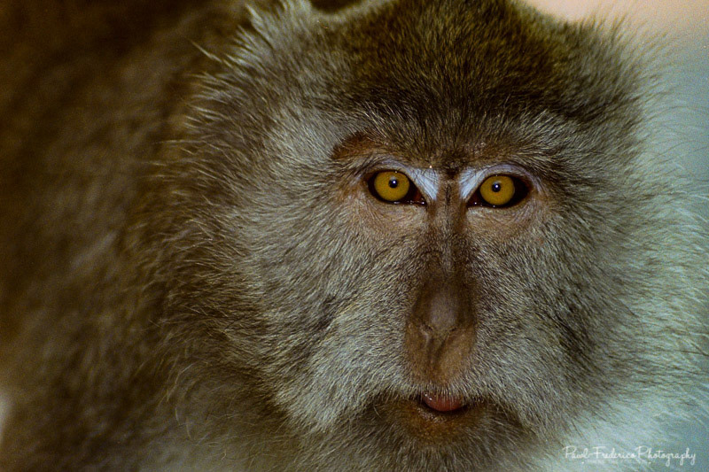 Japanese MaCaque - Japan