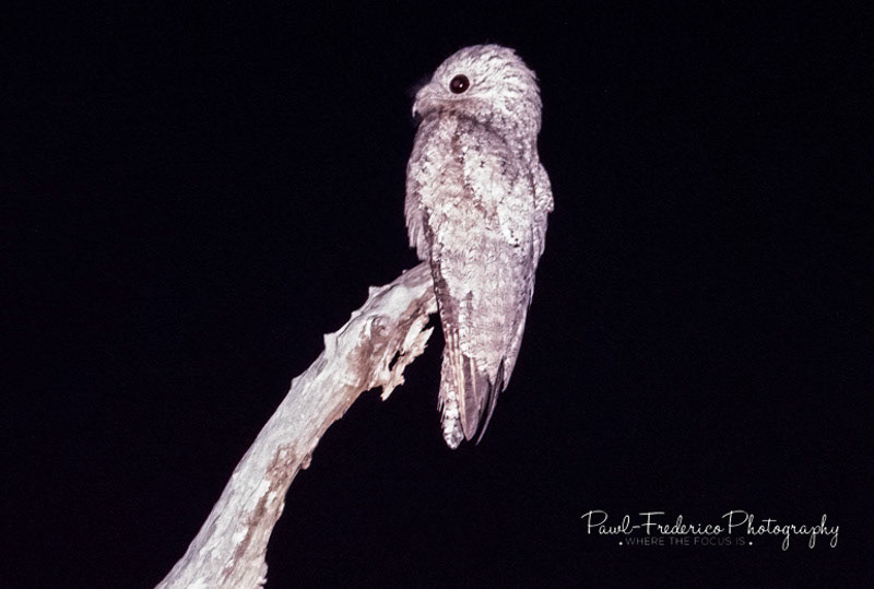 The Great Patoo - Brazil