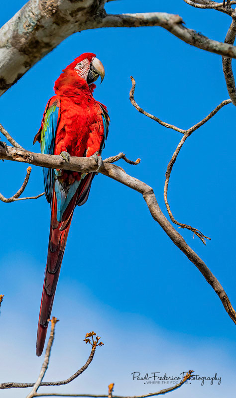 Red & Green Macaw - Brazil