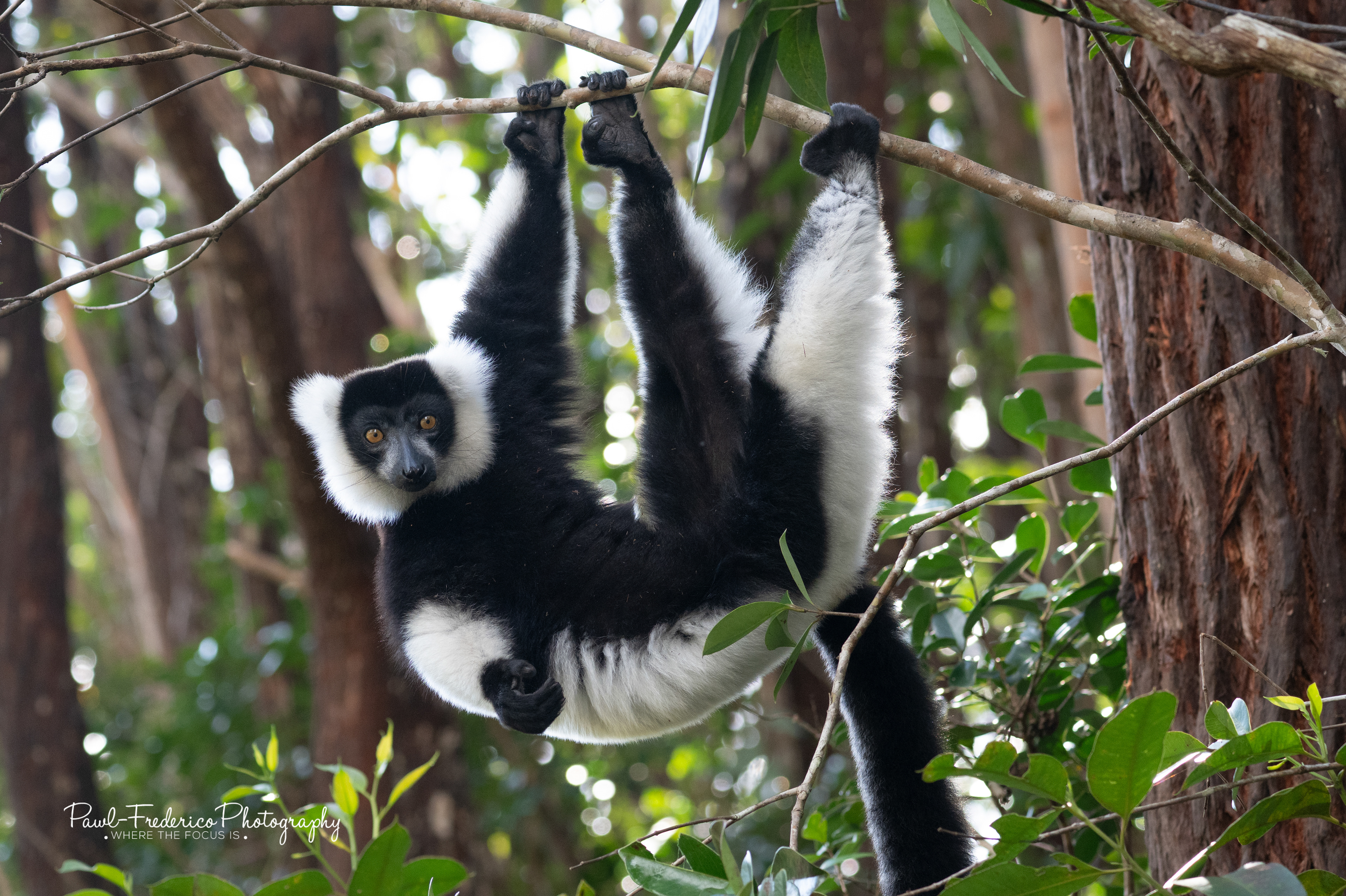 Black and White-ruffed Lemur