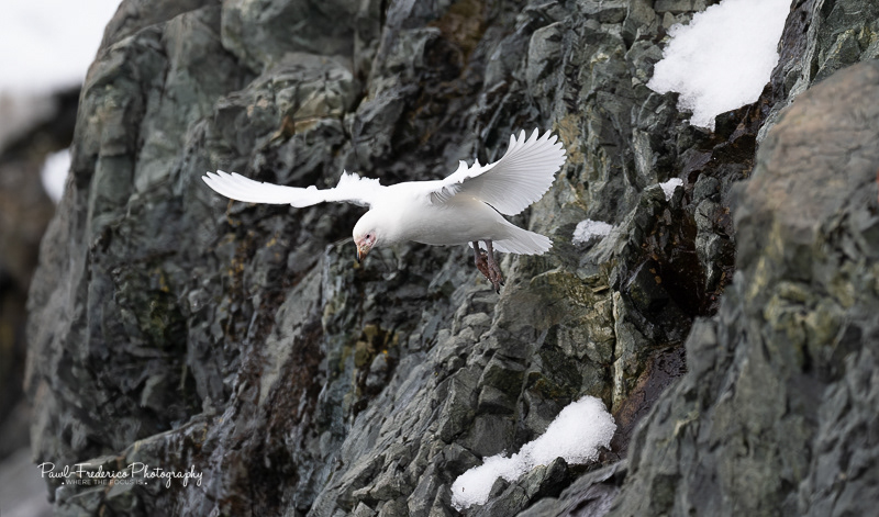 Pale-faced Sheathbill - Antarctica