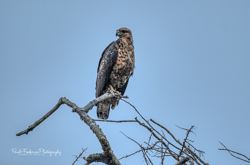 Juvenile Great Black Hawk - Peruvian Amazon