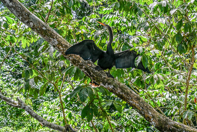 Anhinga - Ecuadorian Amazon