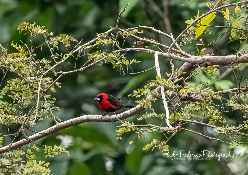 Masked Crimson Tanager - Peruvian Amazon