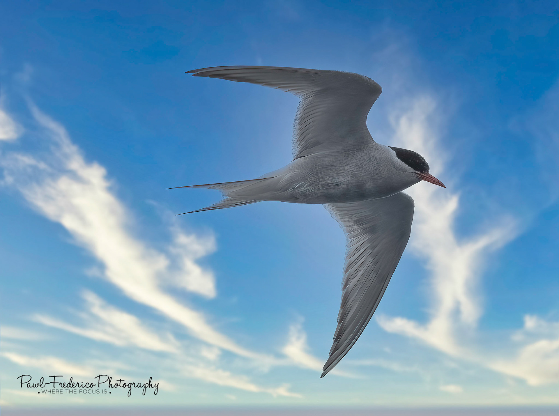 Antarctic Tern