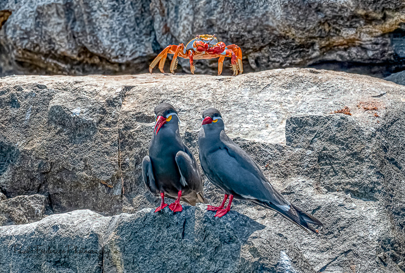 Inca Terns