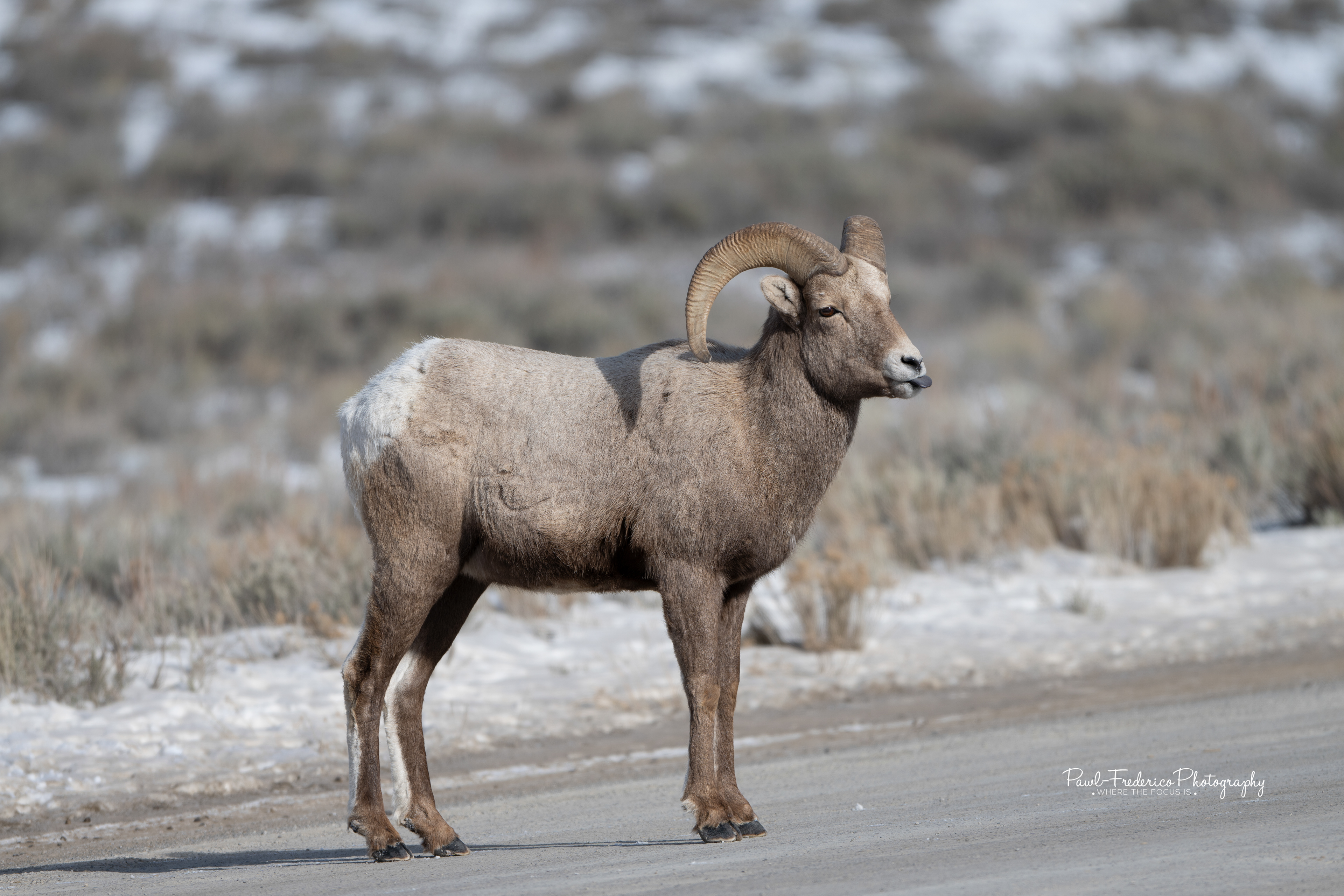 Bighorn Sheep