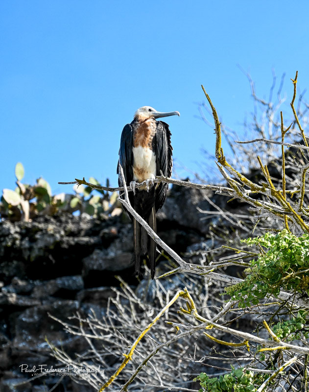 Female Great Frigate