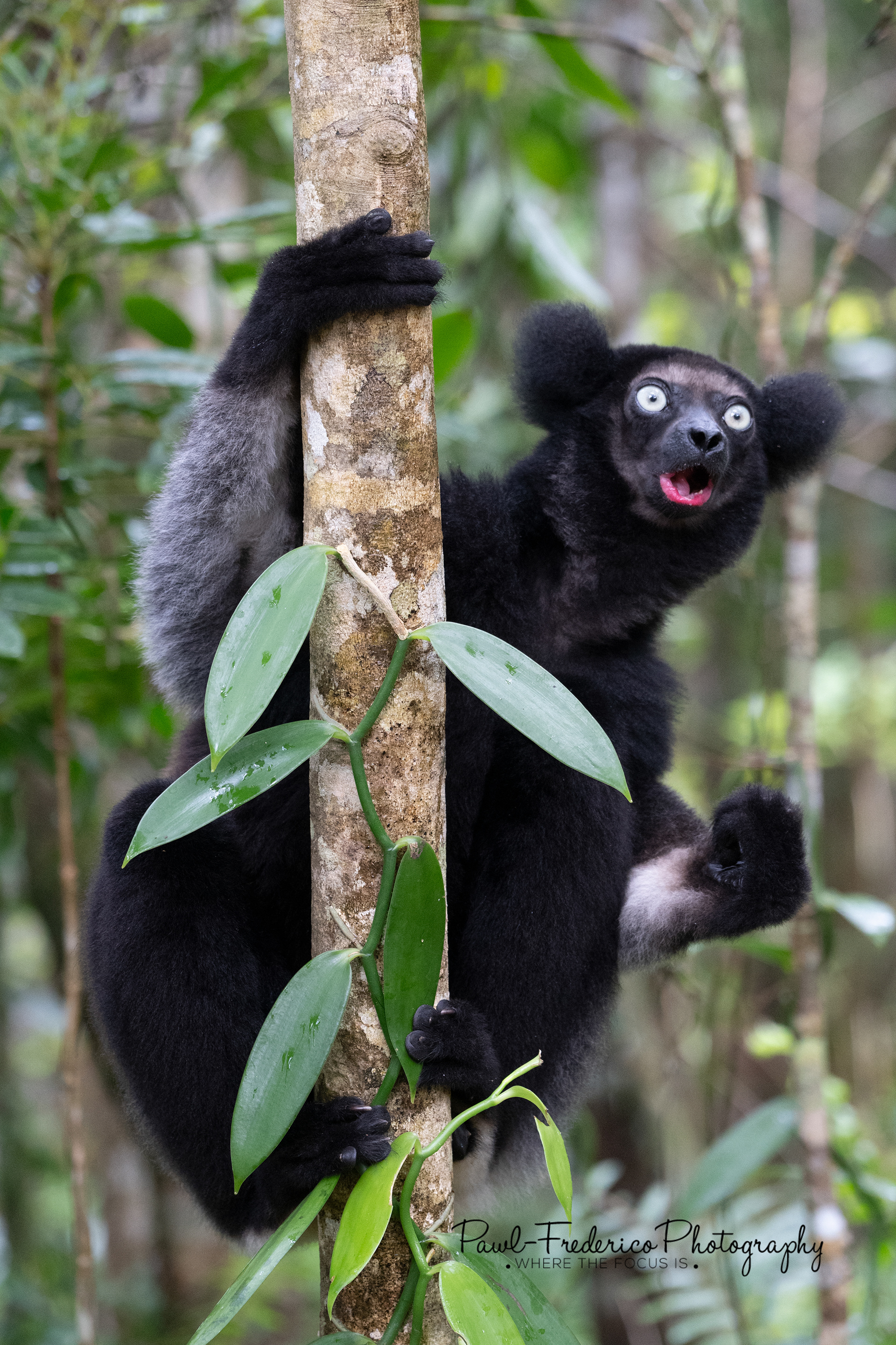 Indri