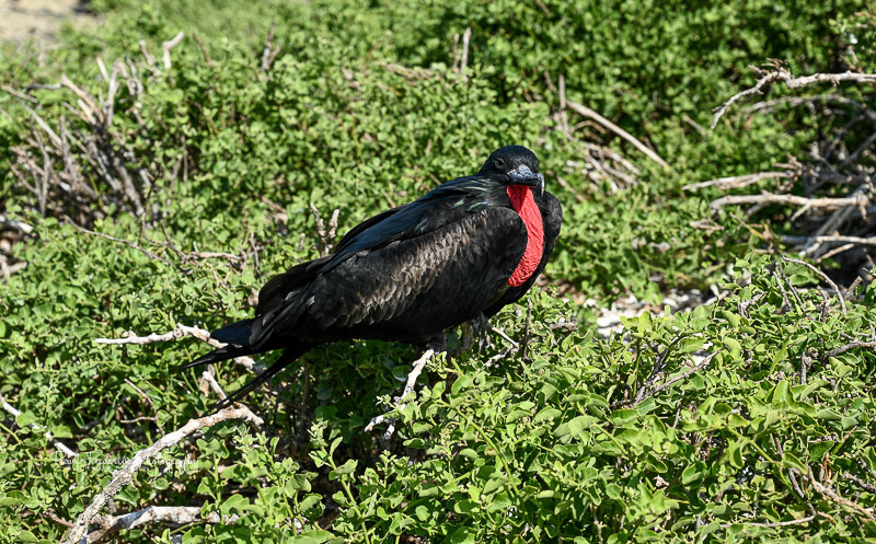 Male Great Frigate - Galapagos Islands