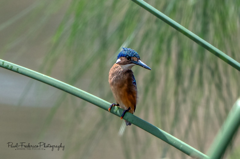 Malachite Kingfisher