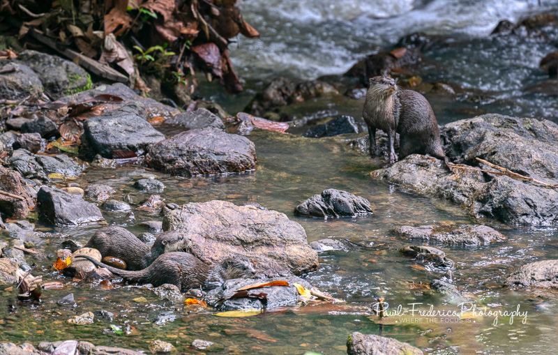 River Otters - Borneo