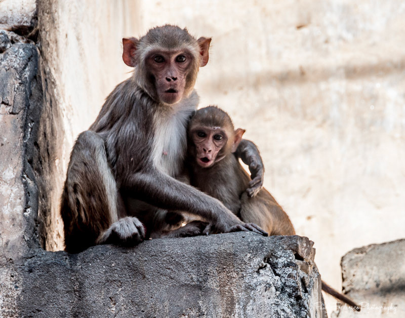  Uh Oh!!! - Rhesus Macaques - India