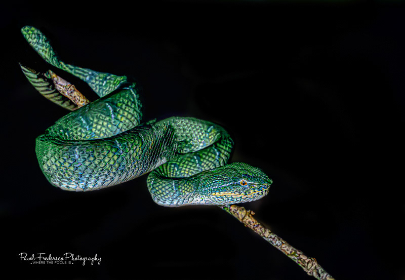Bornean Keeled Pit Viper