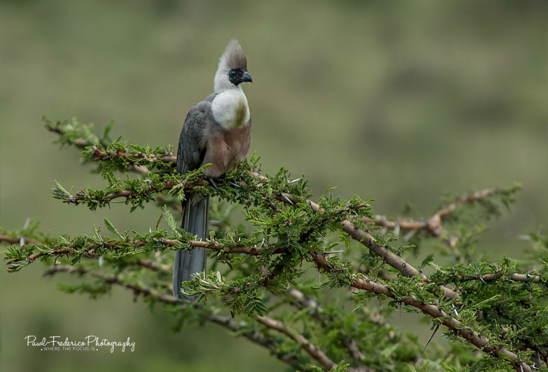 Bare-faced Go Away Bird