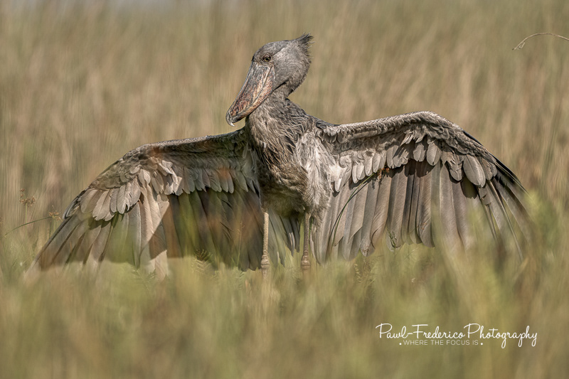 Five Foot Freak - Shoebill Stork