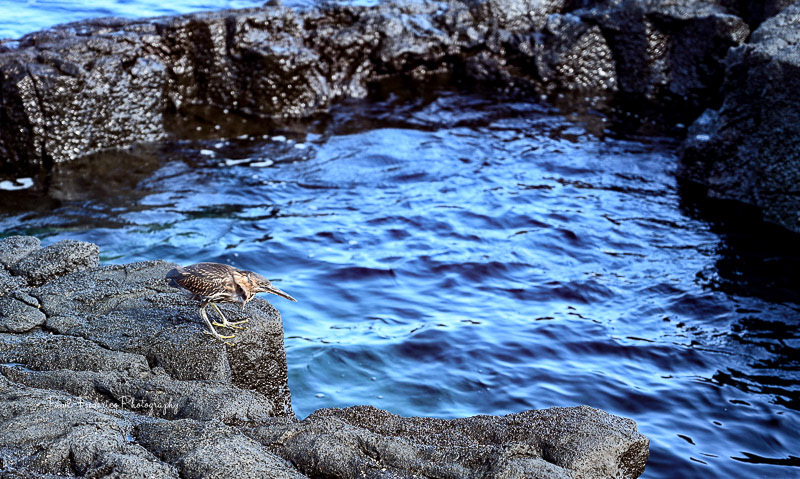 Striated Heron - Galapagos