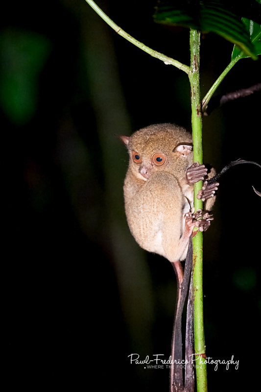 Wester Tarsier - young adult