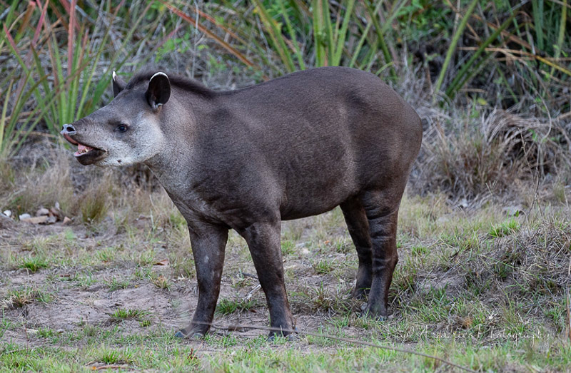 Tapir - Pantanal, Brazil
