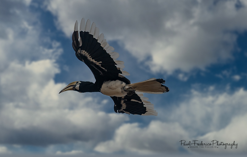 Oriental Pied Hornbill - Borneo